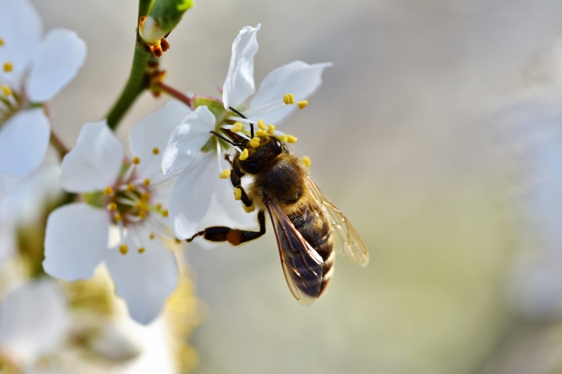 jardinerie-ESCRAGNOLLES-min_bee-4092986